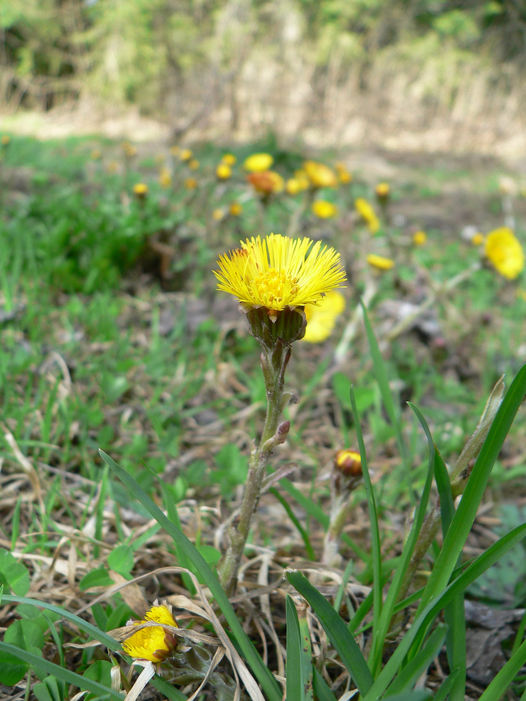Coltsfoot